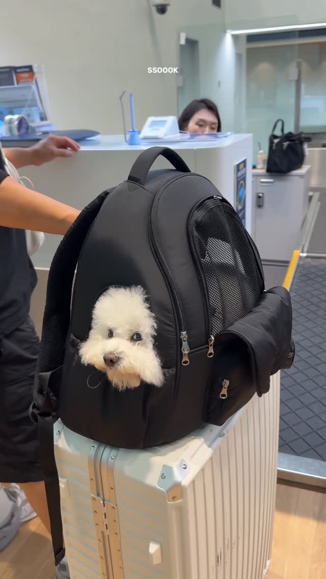 Small Dog Front Bags, Front Carriers & Car Seats | SSOOOK